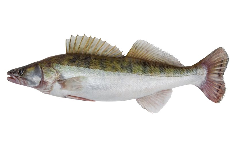 Süllő fejjel és bél nélkül 900-1200 g/ db , 10 % glazúr